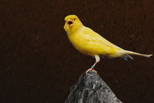 Canary in a Coal Mine